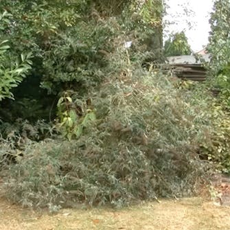 Beskjæring av sommerfuglbusk Beskjæring av sommerfuglbusk